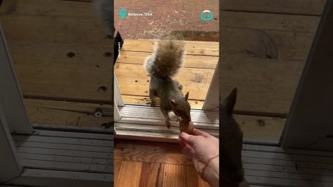 Lunch Stop For Squirrels || ViralHog