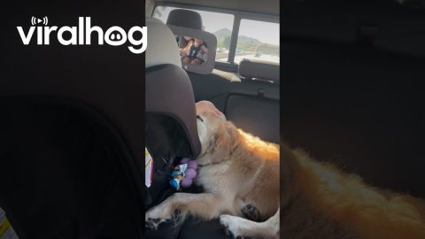 Baby Bonds With Gentle Golden Retriever || ViralHog