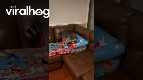 Raccoon Gets New Couch Bed || ViralHog