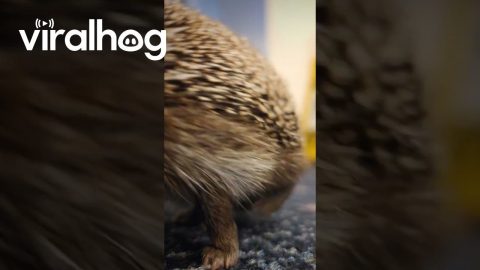 Fast And Curious Hedgehog || ViralHog