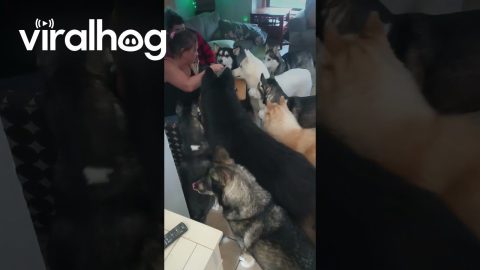 Huskies Beg For a Bite || ViralHog