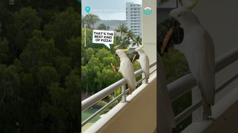 Cheeky Cockatoos Love Leftover Pizza || ViralHog