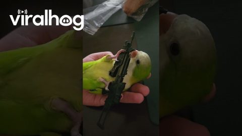 Feathered Firepower || ViralHog