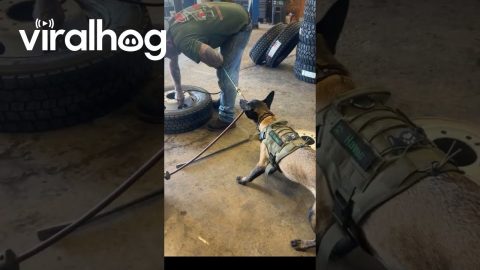 Dog Wreaks Havoc At Business Meeting || ViralHog