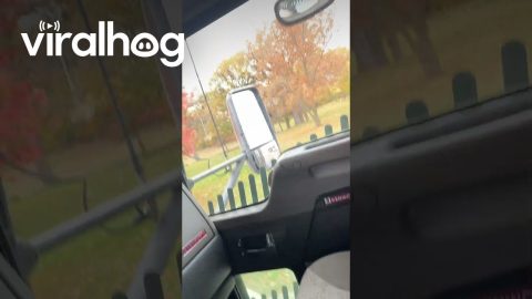 Peterbilt Treehouse || ViralHog