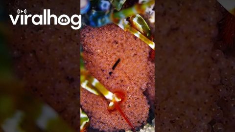 Peacock Mantis Shrimp Holds Eggs || ViralHog