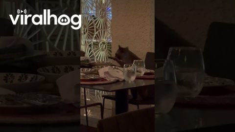 Polite Raccoon Eats Leftovers At Restaurant || ViralHog