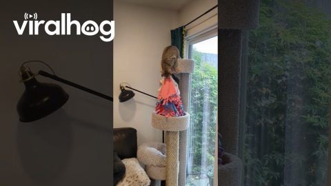 Cat Carries Her Blankies to a Secret Spot || ViralHog