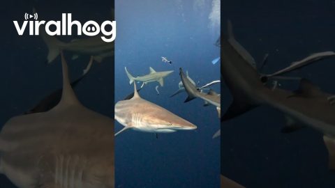 Shark's Face Gets Smacked By Another's Tail || ViralHog