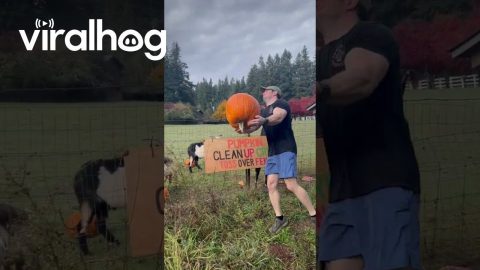 Tossing Pumpkins || ViralHog