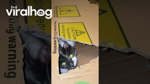 Cat Dad Creates Cardboard Enrichment || ViralHog