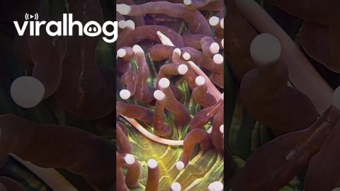 Mushroom Coral Pipefish || ViralHog