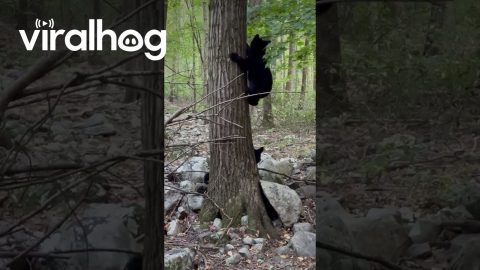 Mama Bear Protects Her Cubs || ViralHog