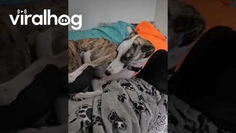Dog and Pigeon Are Best Friends || ViralHog