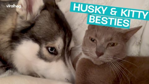 Husky and Kitty are Besties || ViralHog