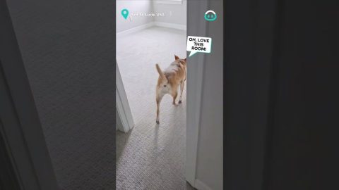 Dog Tour Of New Home Goes Wrong || ViralHog