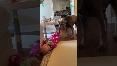 Pup Tries to Steal Baby's Socks || ViralHog