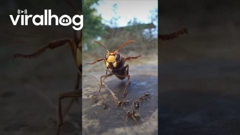 Ants Take on Hornet || ViralHog