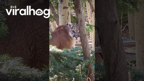 Hunter Has Close Encounter With a Mountain Lion || ViralHog