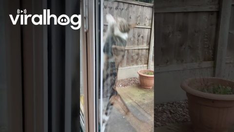 Cat Has Had Enough Of The Outdoors || ViralHog