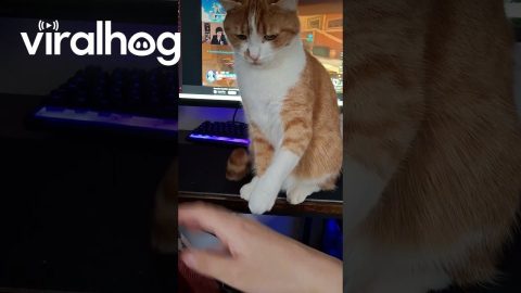Orange Kitty Says No More Pets || ViralHog