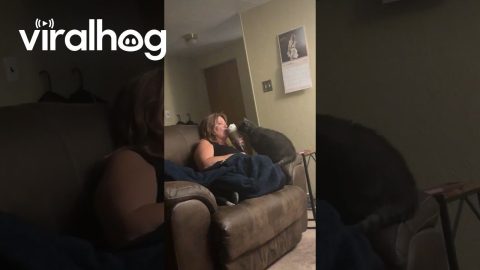 Woman and Cat Share an Ice Cream Cone || ViralHog