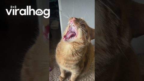 Orange Cat Speaks Bird || ViralHog