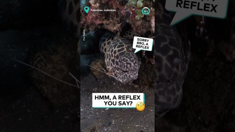 Moray Eel Takes a Trip to Dentist || ViralHog