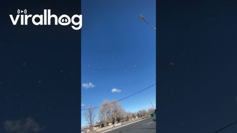 Tornado of Tumbleweeds || ViralHog