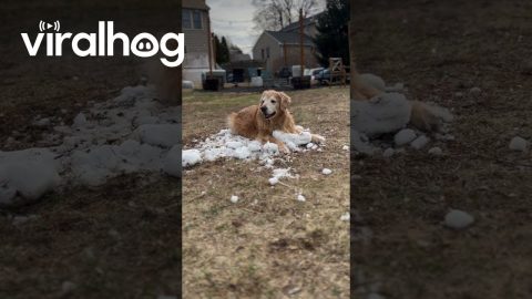 Golden Retriever Holds on to Last Bit of Snow || ViralHog