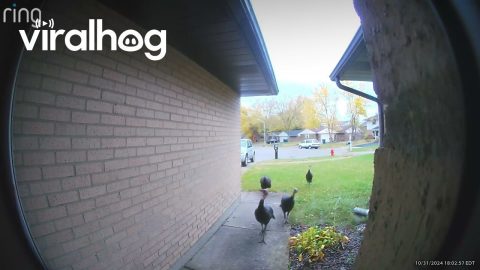 Thanksgiving Turkeys Go Trick-or-Treating on Halloween || ViralHog