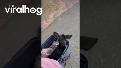 Disabled Dachshund Takes His Ball For A Walk || ViralHog