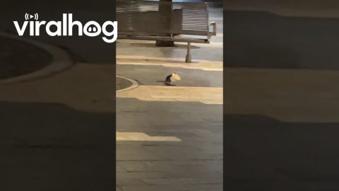 Rat Makes Off With Bowl of Frozen Yogurt || ViralHog