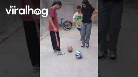 Armadillo Plays Football || ViralHog