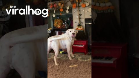 Bruno the American Bulldog Plays Tiny Piano || ViralHog