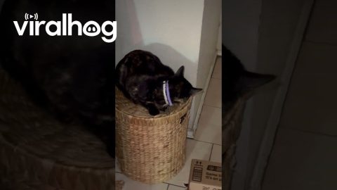 Orange Cat Rides Vacuum Bucket || ViralHog