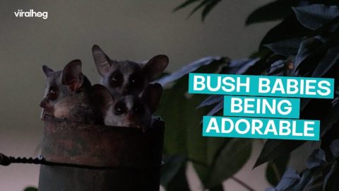 Bush Babies being ADORABLE || ViralHog