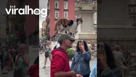 Guy Carries Cat on His Head || ViralHog