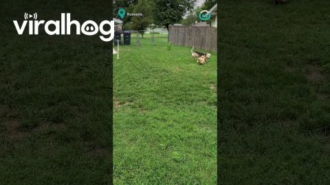 Chicken And Dog Friends || ViralHog