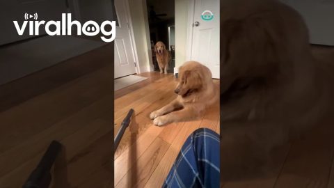 This Doggo Loves The Vacuum || ViralHog