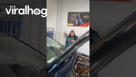 Squirrels Stash Pinecones Under Girl's Car Hood || ViralHog