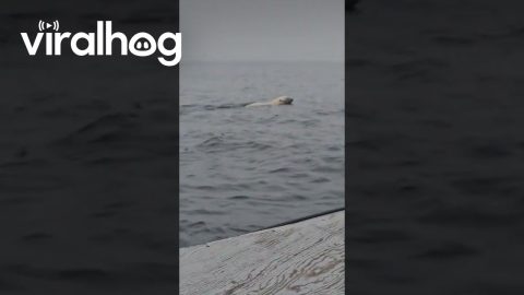 Polar Bear Swims In Open Waters || ViralHog