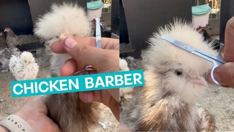 Chicken Gets A Haircut || ViralHog