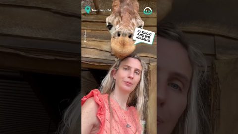 Jiggy Giraffe Spills the Tea || ViralHog