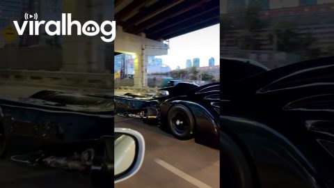 Batman on His Way to the Eras Tour || ViralHog