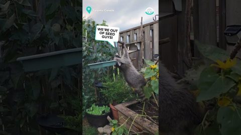 Raccoon Doing Raccoon Things || ViralHog