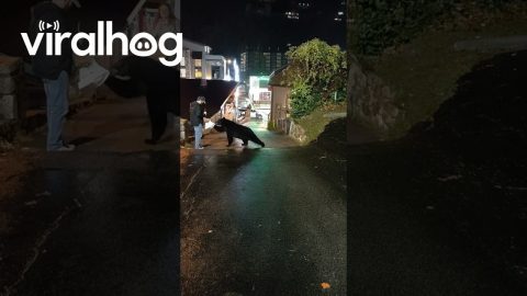 Black Bear Boldly Takes Leftovers || ViralHog