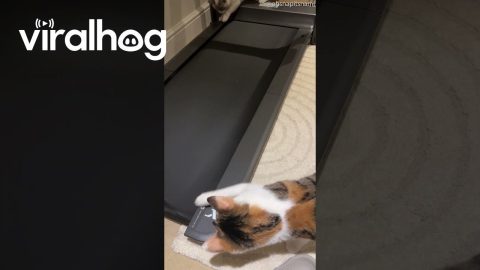 Cats' First Time Seeing a Treadmill || ViralHog