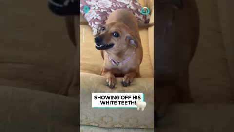 Huge Smiles From This Excited Doggo || ViralHog