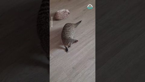 Mongoose Loves New Toy || ViralHog